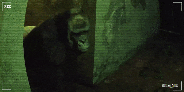 癫狂动物园/Zoochosis （更新 v1.3.6）